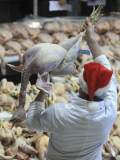 Bidders flock to buy more than 700 turkeys and other Christmas poultry including geese, and chickens being auctioned at the York Auction Centre. Today's sale is the first of two auctions that will see more than 1000 birds sold on Saturday .