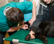 Für 3kg Futter und ein Halstuch - Tierische Blutspender in Lodz