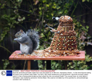 Squirrels and birds eat Dalek made from nuts and seeds by Dr Who fan, Hampshire, Britain - 14 Dec 2013