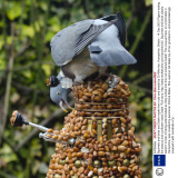 Squirrels and birds eat Dalek made from nuts and seeds by Dr Who fan, Hampshire, Britain - 14 Dec 2013