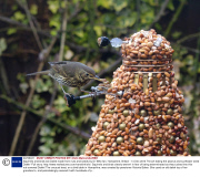 Squirrels and birds eat Dalek made from nuts and seeds by Dr Who fan, Hampshire, Britain - 14 Dec 2013