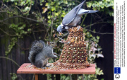Squirrels and birds eat Dalek made from nuts and seeds by Dr Who fan, Hampshire, Britain - 14 Dec 2013