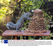 Squirrels and birds eat Dalek made from nuts and seeds by Dr Who fan, Hampshire, Britain - 14 Dec 2013