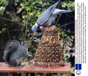 Squirrels and birds eat Dalek made from nuts and seeds by Dr Who fan, Hampshire, Britain - 14 Dec 2013