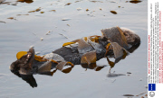 Sea otter sleeps wrapped in kelp to keep from floating away, Monterey, California, America - Jan 2014