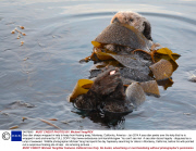 Sea otter sleeps wrapped in kelp to keep from floating away, Monterey, California, America - Jan 2014