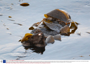 Sea otter sleeps wrapped in kelp to keep from floating away, Monterey, California, America - Jan 2014