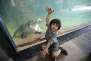Crunch - Das Krokodil in seinem neuen Gehege im Ballarat Wildlife Park