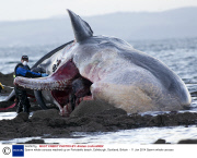Sperm whale carcass washed up on Portobello beach, Edinburgh, Scotland, Britain
 - 11 Jan 2014