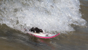 Mäuse beim Wellenreiten auf ihren Miniatur-Surfbrettern an der Gold Coast