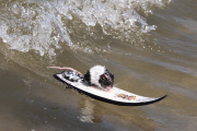 Mäuse beim Wellenreiten auf ihren Miniatur-Surfbrettern an der Gold Coast