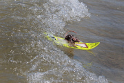 Mäuse beim Wellenreiten auf ihren Miniatur-Surfbrettern an der Gold Coast