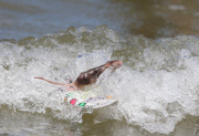 Mäuse beim Wellenreiten auf ihren Miniatur-Surfbrettern an der Gold Coast