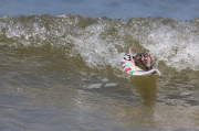 Mäuse beim Wellenreiten auf ihren Miniatur-Surfbrettern an der Gold Coast