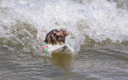 Mäuse beim Wellenreiten auf ihren Miniatur-Surfbrettern an der Gold Coast