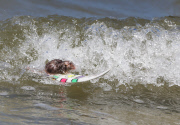 Mäuse beim Wellenreiten auf ihren Miniatur-Surfbrettern an der Gold Coast