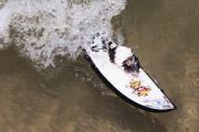 Mäuse beim Wellenreiten auf ihren Miniatur-Surfbrettern an der Gold Coast