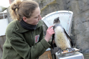 Inventur im Zoo in Hannover