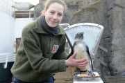 Inventur im Zoo in Hannover