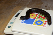 Inventur im Zoo in Hannover