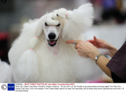 Rose City Classic Dog Show, Portland, Oregon, America - 19 Jan 2014