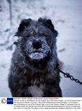 Yakutsk, which is considered to be the coldest city in the world, Russia - Jan 2014