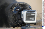 Black grey seal pup knocks over camera before posing for photographer, Norfolk, Britain - 13 Jan 2014