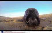 Black grey seal pup knocks over camera before posing for photographer, Norfolk, Britain - 13 Jan 2014