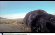 Black grey seal pup knocks over camera before posing for photographer, Norfolk, Britain - 13 Jan 2014