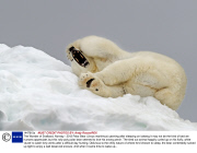 The Wonder of Svalbard, Norway - 2013