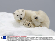 The Wonder of Svalbard, Norway - 2013