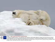 The Wonder of Svalbard, Norway - 2013