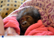 Rejected baby gorilla who had to move zoos has been named, Cincinnati Zoo, Ohio, America -1 March 2013