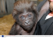 Rejected baby gorilla who had to move zoos has been named, Cincinnati Zoo, Ohio, America -1 March 2013
