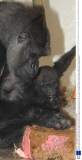 Gladys the baby Western-Lowland gorilla who captured the world's heart last year has turned one, Cincinnati Zoo, Ohio - 29 Jan 2014