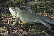Pantanal wetlands, Brazil - Oct 2013