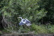 Pantanal wetlands, Brazil - Oct 2013