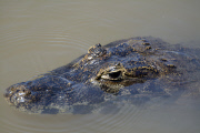 Pantanal wetlands, Brazil - Oct 2013