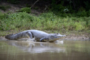 Pantanal wetlands, Brazil - Oct 2013