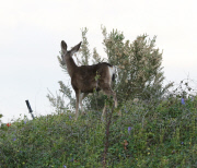 EXCL Khloe Kardashian points at a deer 