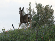 EXCL Khloe Kardashian points at a deer 