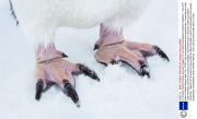 Dr Andrew Peacock shares favourite images from stranded Australasian Antarctic Expedition - Dec 2013