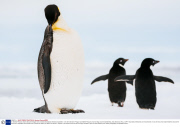 Dr Andrew Peacock shares favourite images from stranded Australasian Antarctic Expedition - Dec 2013
