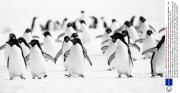 Dr Andrew Peacock shares favourite images from stranded Australasian Antarctic Expedition - Dec 2013