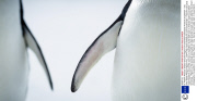 Dr Andrew Peacock shares favourite images from stranded Australasian Antarctic Expedition - Dec 2013