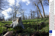 Inquisitive grey squirrel touches camera lens with its nose , Hyde Park London, Britain - 01 Feb 2014