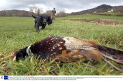 Gundog named as best in Britain - 04 Feb 2014