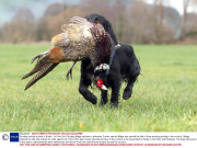 Gundog named as best in Britain - 04 Feb 2014