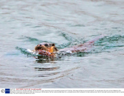 Otter eats scorpion fish, Isle Mull, Scotland - 28 Nov 2013