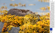 Otter eats scorpion fish, Isle Mull, Scotland - 28 Nov 2013